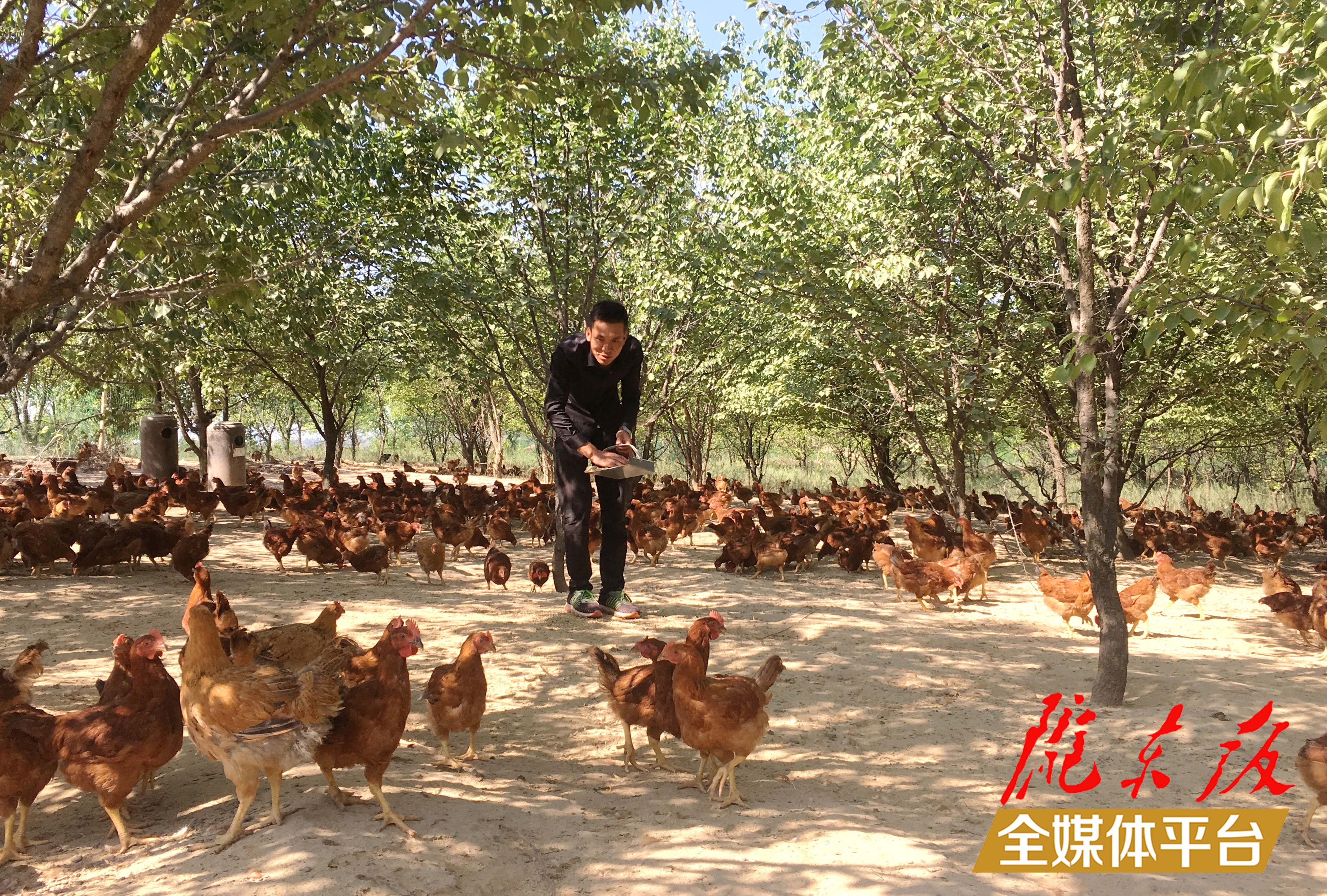 林下生態(tài)雞養(yǎng)殖。 盤小美 攝