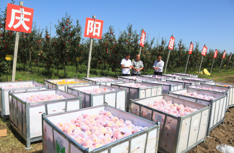 9月20日，慶陽海越農(nóng)業(yè)發(fā)展有限公司早勝基地蘋果喜獲豐收，吸引了外地客商前來采購。圖為客商正在查看果品。特約攝影 李建琪 攝