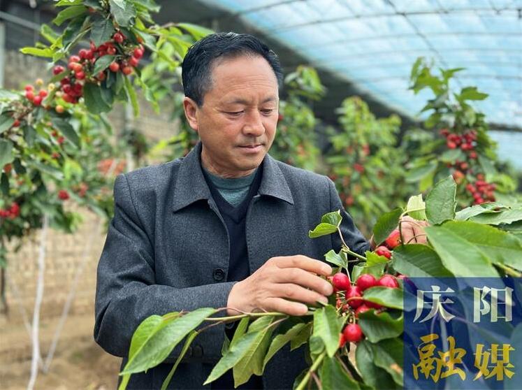 大櫻桃特色產業(yè)助力鄉(xiāng)村振興