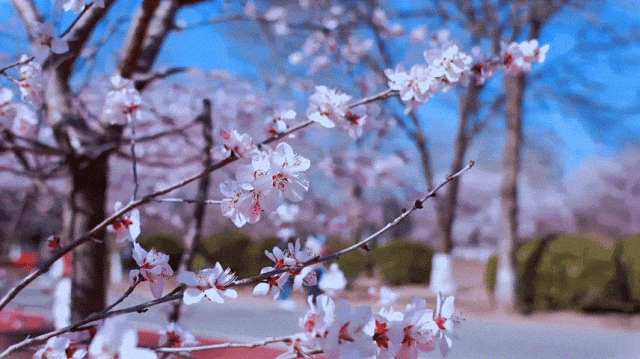 慶陽的春日，舉目晴明，一路春暖花開